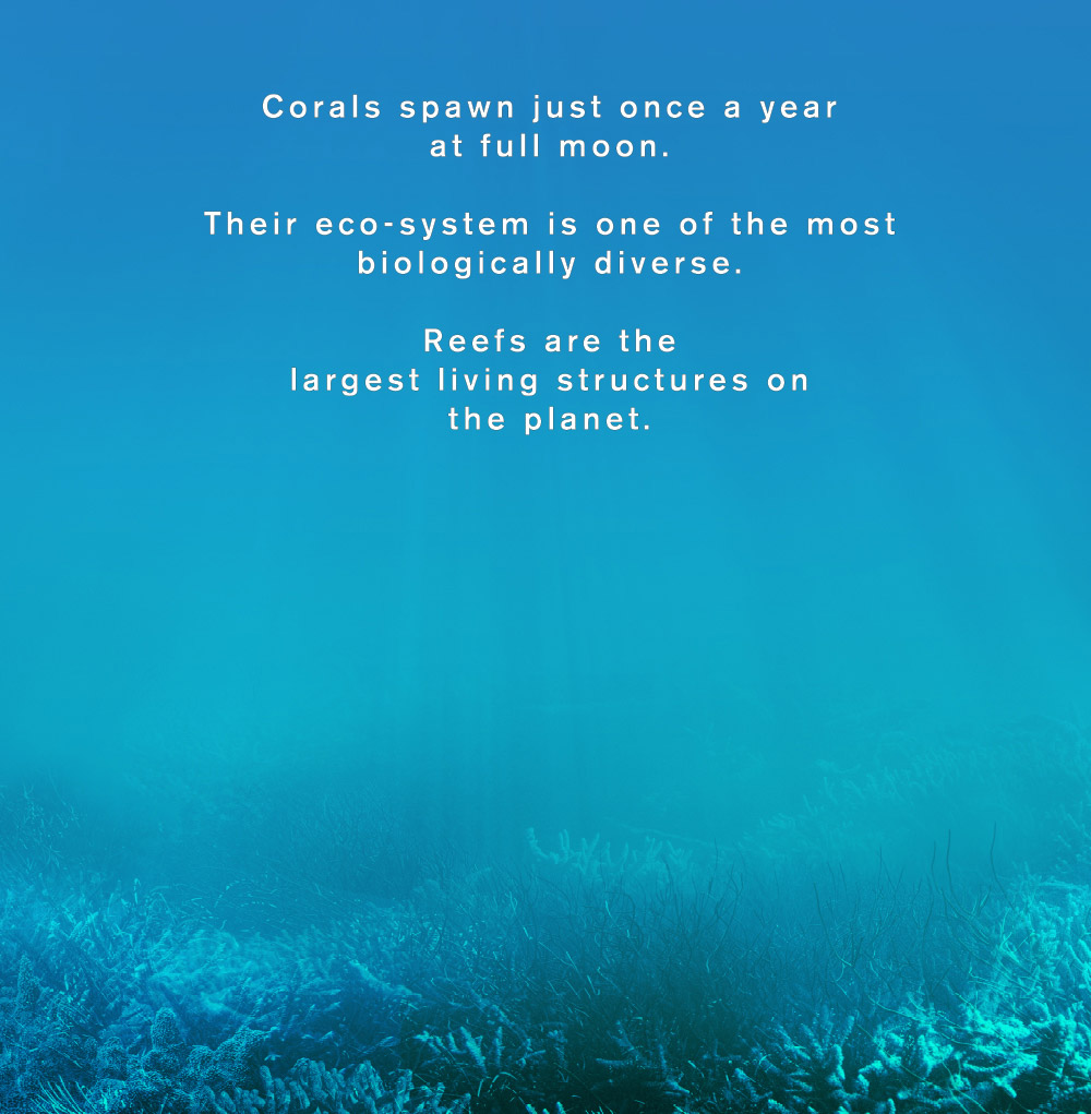 Corals spawn once a year